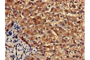 Immunohistochemistry of paraffin-embedded human liver tissue using ABIN7164812 at dilution of 1:100
