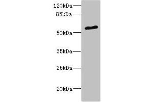 Western blot All lanes: POC1B antibody at 2. (POC1B anticorps  (AA 299-478))