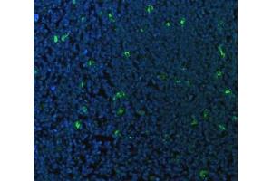 IF analysis of CD68 using anti-CD68 antibody (ABIN7600142). (CD68 anticorps  (AA 154-354))