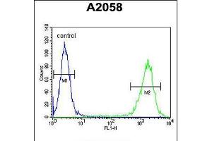 Flow cytometric analysis of A2058 cells (right histogram) compared to a negative control cell (left histogram). (Parathymosin anticorps  (C-Term))
