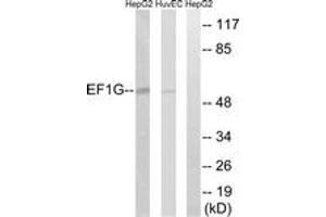 Western blot analysis of extracts from HuvEc/HepG2 cells, using EEF1G Antibody. (EEF1G anticorps  (AA 101-150))