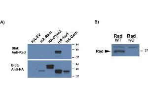 Image no. 1 for anti-Ras-Related Associated with Diabetes (RRAD) (AA 36-48) antibody (ABIN1104075) (RRAD anticorps  (AA 36-48))
