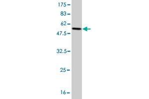 Western Blot detection against Immunogen (55.