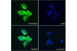 IF/ICC testing of fixed and permeabilized human HepG2 cells with NQO1 antibody (green) at 5ug/ml and DAPI nuclear stain (blue). (NQO1 anticorps)