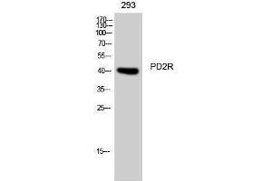 Western Blotting (WB) image for anti-Prostaglandin D2 Receptor (PTGDR) (C-Term) antibody (ABIN3180803) (PTGDR anticorps  (C-Term))