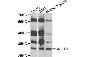 Western blot analysis of extracts of various cells, using CNOT8 antibody. (CNOT8 anticorps)