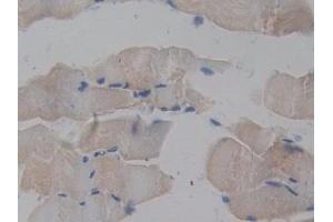 Detection of TRAF2 in Mouse Skeletal muscle Tissue using Polyclonal Antibody to TNF Receptor Associated Factor 2 (TRAF2)