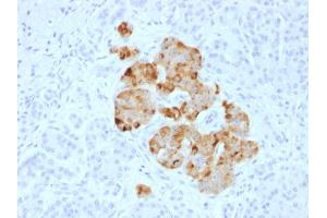 Formalin-fixed, paraffin-embedded human Pancreas stained with Chromogranin A Rabbit Polyclonal Antibody. (Chromogranin A anticorps)