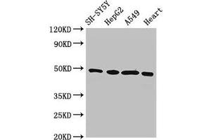 Western Blot Positive WB detected in: SH-SY5Y whole cell lysate, HepG2 whole cell lysate, A549 whole cell lysate, Rat heart tissue All lanes: HOXA5 antibody at 3 μg/mL Secondary Goat polyclonal to rabbit IgG at 1/50000 dilution Predicted band size: 30 kDa Observed band size: 49 kDa (HOXA5 anticorps  (AA 1-270))