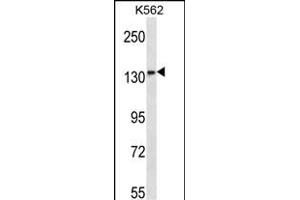 MN1 Antibody (Center) (ABIN656650 and ABIN2845891) western blot analysis in K562 cell line lysates (35 μg/lane). (Meningioma 1 anticorps  (AA 835-864))