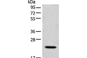 Western blot analysis of Mouse lung tissue lysate using CD300E Polyclonal Antibody at dilution of 1:550
