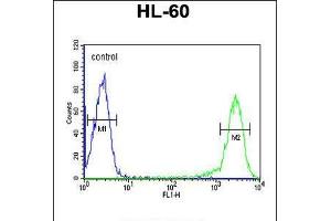 Flow cytometric analysis of HL-60 cells (right histogram) compared to a negative control cell (left histogram).