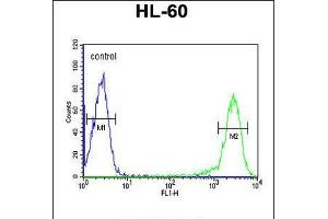 Flow cytometric analysis of HL-60 cells (right histogram) compared to a negative control cell (left histogram). (MICU1 anticorps  (C-Term))