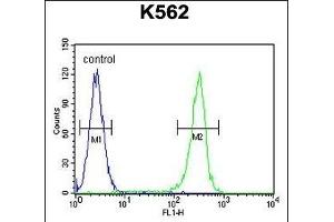 WRN Antibody (Center ) (ABIN656017 and ABIN2845392) flow cytometric analysis of K562 cells (right histogram) compared to a negative control cell (left histogram). (RECQL2 anticorps  (AA 787-816))
