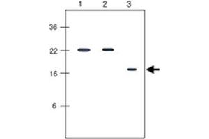 Western blot analysis human recombinant protein KIR2DL1, KIR2DL3 and KIR2DL4 (each 20 ng per well) were resolved by SDS - PAGE, transferred to PVDF membrane and probed with KIR2DL4 monoclonal antibody, clone 2H6 (1 : 500) . (KIR2DL4/CD158d anticorps  (AA 44-202))