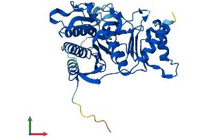 AlphaFold protein structure predicition of Mouse Recombinant Fbp2 Protein, UniprotID P70695
