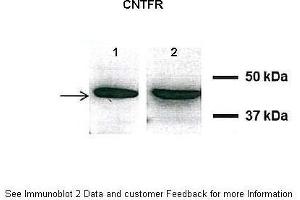 A549, H441 (CNTF Receptor alpha anticorps  (C-Term))