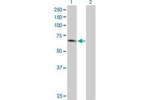 Western Blot analysis of APPL1 expression in transfected 293T cell line by APPL1 MaxPab polyclonal antibody.