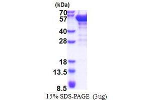 SDS-PAGE (SDS) image for Dynactin 2 (p50) (DCTN2) (AA 1-406) protein (His tag) (ABIN5853454) (Dynamitin Protein (AA 1-406) (His tag))