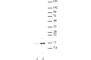 Histone H4 acetyl Lys16 antibody (pAb) tested by Western blot. (Histone H4 anticorps  (acLys16))