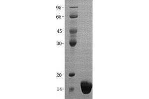 Validation with Western Blot (EIF1B Protein (His tag))