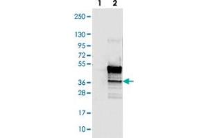 Western blot analysis of Lane 1: Negative control (vector only transfected HEK293T lysate). (HEXIM2 anticorps)
