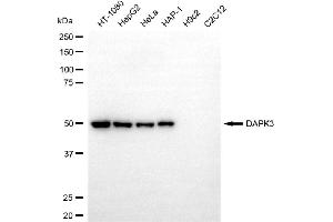 Western blotting analysis using DAPK3 antibody (ABIN7798297).