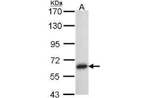 anti-TNF Receptor-Associated Factor 5 (TRAF5) (N-Term) antibody