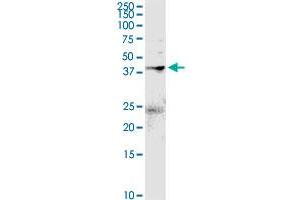 ANXA2 MaxPab rabbit polyclonal antibody.