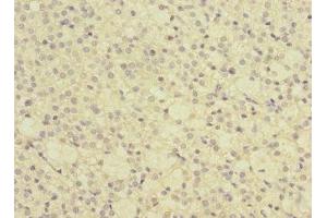 Immunohistochemistry of paraffin-embedded human adrenal gland tissue using ABIN7154564 at dilution of 1:100 (GRPEL2 anticorps  (AA 33-225))