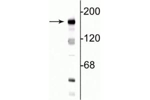 Western blot of 10  µg of rat hippocampal lysate showing specific immunolabeling of the ~180 kDa NR2B subunit of the NMDA receptor. (GRIN2B anticorps  (N-Term))