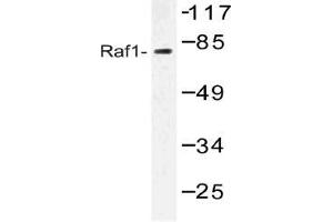 Western blot analysis of RAF1 Antibody in extracts from HT-29 cells. (RAF1 anticorps)