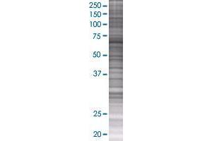 MAN1A2 transfected lysate. (MAN1A2 293T Cell Transient Overexpression Lysate(Denatured))