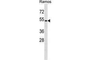 Western blot analysis in Ramos cell line lysates (35ug/lane) using GPR174 Antibody . (GPR174 anticorps  (C-Term))
