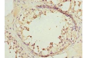 Immunohistochemistry of paraffin-embedded human testis tissue using ABIN7167216 at dilution of 1:100