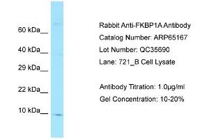 Western Blotting (WB) image for anti-FK506 Binding Protein 1A, 12kDa (FKBP1A) (N-Term) antibody (ABIN970704) (FKBP1A anticorps  (N-Term))