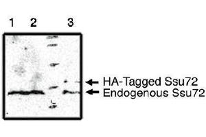 Image no. 1 for anti-Surfeit 1 (SURF1) antibody (ABIN955011) (SURF1 anticorps)