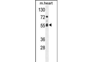 Western blot analysis of hFASTK- (ABIN391120 and ABIN2841247) in mouse heart tissue lysates (35 μg/lane). (FASTK anticorps  (C-Term))