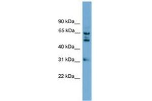Image no. 1 for anti-WD Repeat Domain 16 (WDR16) (AA 431-480) antibody (ABIN6745002) (WDR16 anticorps  (AA 431-480))