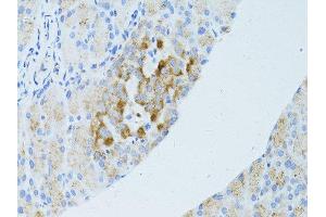 Immunohistochemistry of paraffin-embedded mouse pancreas using OCLN antibody. (Occludin anticorps  (AA 263-522))