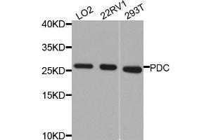 Western blot analysis of extracts of various cells, using PDC antibody. (Phosducin anticorps)