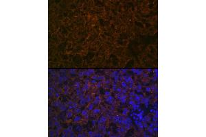 Immunofluorescence analysis of mouse placenta cells using CYP26 Rabbit mAb (ABIN7266654) at dilution of 1:100 (40x lens).