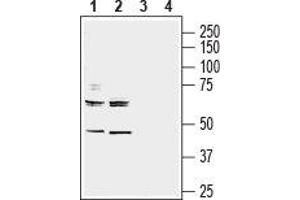 Western blot analysis of mouse (lanes 1 and 3) and rat (lanes 2 and 4) brain membranes: - 1,2.
