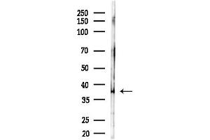 Western blot analysis of lysates from Mouse testis, using NNMT Antibody at 1/1000 dilution.