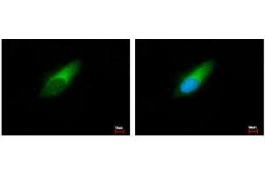 ICC/IF Image ENSA antibody detects ENSA protein at cytoplasm by immunofluorescent analysis.