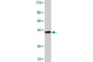 Western Blot detection against Immunogen (45.