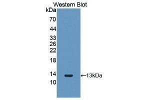 Western Blotting (WB) image for anti-Fibroblast Growth Factor 2 (Basic) (FGF2) (AA 26-153) antibody (ABIN1858868) (FGF2 anticorps  (AA 26-153))