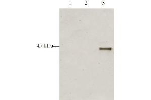 Western blot analysis is shown using Affinity Purified anti-p28 ING5 antibody to detect over expressed Human ING5 present in HeLa cell nuclear extracts. (ING5 anticorps  (AA 127-140))