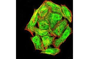Immunofluorescence analysis of Hela cells using phospho-NLRC4(Ser-533) rat mAb (green).