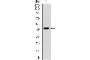 Western blot analysis using PPP1CA mAb against human PPP1CA (AA: 174-330) recombinant protein.
